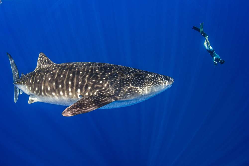 Diver and whaleshark